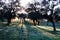 Sunrise in the pasture with the grass frozen with frost and the sun rising between the holm oaks