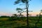 sunrise picture with a gorgeous sky, a marsh at sunrise, a moon setting in the sky, dark silhouettes of marsh trees in the morning