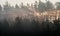 Sunrise in a pine forest. The rays of the sun in the morning shine through the branches of trees in a haze