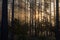 Sunrise in a pine forest. The rays of the sun in the morning shining through the branches of trees in a haze