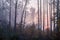 Sunrise in a pine forest. The rising sun shines between the trees through the fog