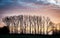 Sunrise and poplar trees