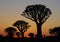 Sunrise in Quiver Tree Forest