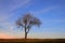 Sunrise with red and blue sky and clouds as well as a bare lonely apple tree in winter with gnarled branches in Germany