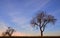 Sunrise with red and blue sky and clouds as well as bare lonely apple trees in winter with gnarled branches in Germany