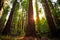 Sunrise in the Redwoods, Redwoods National & State Parks California