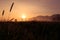 Sunrise reed marshland kochelsee bavaria mountains