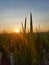 sunrise on ricefield