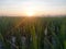 sunrise on ricefield