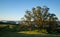 Sunrise Ring Mountain - Tree