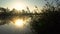 Sunrise on the riverbank. Landscape with closeup reeds on the right first plan and smoke on the water surfce