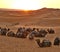Sunrise in the Sahara Desert. A group of one-humped camels resting before the transition