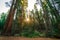 Sunrise in the Sequoia Forest, Yosemite National Park,