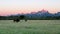 sunrise shot of a bison walking in a field with grand teton in the background