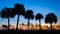 Sunrise with silhouetted palm trees at Payne`s Prairie