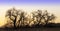 Sunrise Silhouettes of Bare Trees