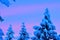 Sunrise, Snow Covered Pine Trres