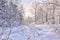 Sunrise in the snowy forest - beautiful winter landscape