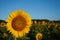 The sunrise strikes a sunflower in a field in summer