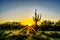 Sunrise with Sun Rays shining through the Shrubs in the Arizona Desert