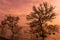 Sunrise / sun set asian fisherman work on mangrove forest