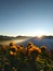 Sunrise and Sunflowers