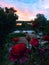 Sunrise Suruceni lake view with red roses and green lawn