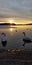 Sunrise swan swans lake winter sweden