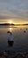 Sunrise swan swans lake winter sweden