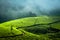 Sunrise at tea plantation. India, Munnar, Kerala