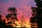 Sunrise among trees in Oregon