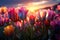 Sunrise in a vibrant tulip field, environmental concept, Generative AI