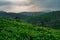 A sunrise view of Ooty with tea plantations