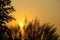 Sunrise view over the weeds in the agricultural field