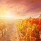 Sunrise in vineyard at Utiel Requena vineyards spain