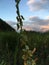 Sunrise in Waimea Canyon Overlooking Pacific Ocean on Kauai Island, Hawaii.