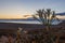 Sunrise wild flowers on Platja del Torn, Tarragona, Spain