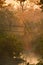 Sunrise on wooden bridge in middle of jungle