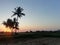 Sunrises coconut farm Village to gujarat