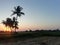 Sunrises coconut tree in farm gujarat