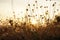 Sunrises on the field with white dandelions. Illustration for wallpaper