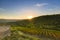 Sunrive over vineyard in southern italy