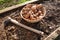 sunroot cultivation detail. hoe for planting jerusalem artichoke in the vegetable garden