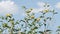 Sunroot Jerusalem Artichoke, Helianthus tuberosus, topinambour flowers