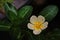 Sunrose willow, Periwikle[, Creeping water primrose or, Water primrose;tropical Asian aquatic plant