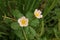 Sunrose willow, Periwikle[, Creeping water primrose or, Water primrose;tropical Asian aquatic plant