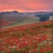 Sunset across a Dorset poppyfield