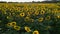 Sunset Aerial View Sunflower Field