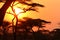 Sunset in the African bush