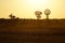 Sunset in the african wildlife at Kruger National Park with windmill